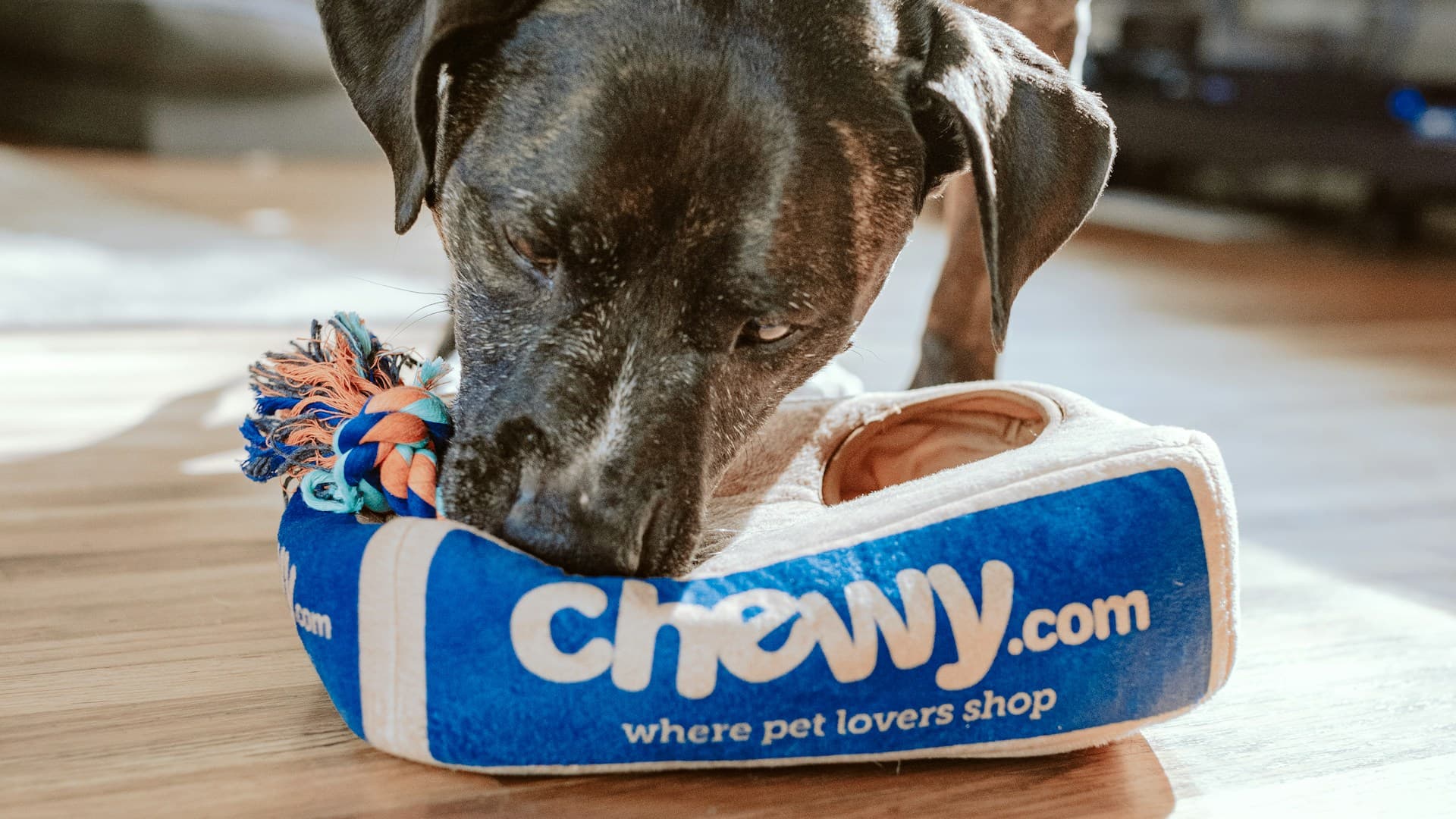 Heyvanlar üçün otellər və pansionatlar